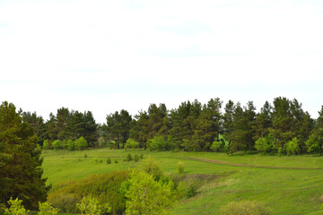 summer countryside landscape with pine trees and country road in Russia