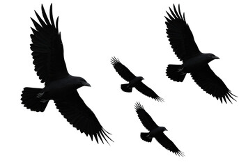Isolated Group of Ravens Flying in Formation