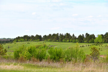 summer countryside landscape with pine trees and country road in Russia