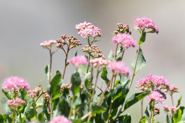 Landscape Nature California USA