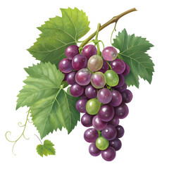 Obraz premium 3d illustration bunch of grapes with leaves,png