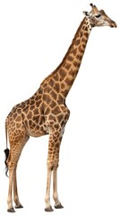 Fototapeta premium Tall giraffe stands gracefully with unique patterns in a natural habitat during daylight hours