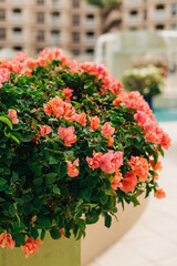Vibrant bougainvillea blossoms adorn a landscaped area near a pool on a sunny day