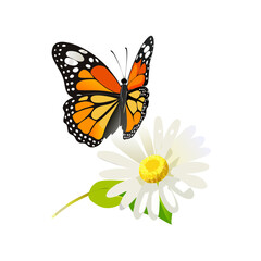 Obraz premium Vibrant Monarch Butterfly on White Daisy A Nature CloseUp
