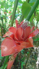 Une belle fleur tropicale rose dans la forêt