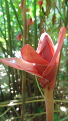 Une belle fleur tropicale rose dans la forêt