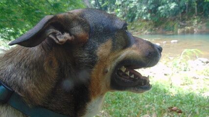 Portrait d'un jeune chien