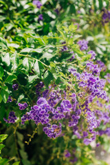 Vibrant purple flowers bloom abundantly among lush green leaves in a sunny garden setting during springtime