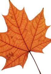 Fototapeta premium A vibrant orange maple leaf isolated on transparent background