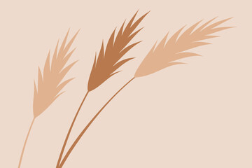 Close Up of Pampas Grass with Soft Beige Tones