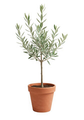Obraz premium A small olive tree in a terracotta pot, isolated on transparent background