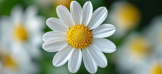 Radiant Daisy Blossom, A Captivating Close-Up of Nature's Beauty and Simplicity