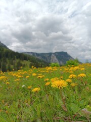 Löwenzahn vor Bergen mit interessanten Wolken, Hügel im Tourismusgebiet