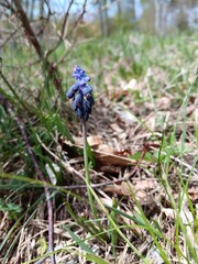 Muscari neglectum, Weinbergs-Traubenhyazinthe, blaue Blume im Frühling, Wildblume
