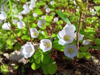 Sauerklee, romantische weiße Blüten und hellgrüne Blätter im Sonnenschein als Hintergrund, Oxalis acetosella