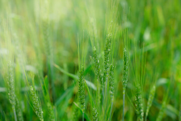 Wheat spikes growing in field outdoors, closeup