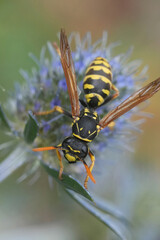 Closeup on a black and yellow French paperwasp, Polistes dominula on a blue Ernygium bourgatii...