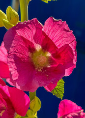 Bright pink flower isolated on bold blue background, creating a modern and minimal composition with strong color contrast