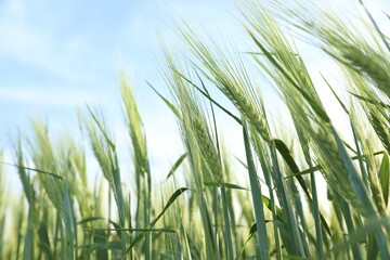 Wheat spikes growing in field under light blue sky, low angle view