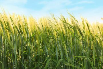 Many wheat spikes growing in field outdoors, closeup