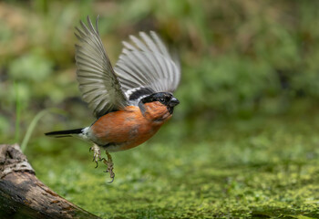 Bullfinch taking off after drinking from a woodland pool