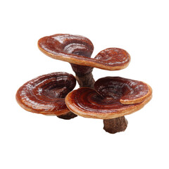 Three glossy reddish brown reishi mushrooms clustered together on dark stems against isolated on a transparent background