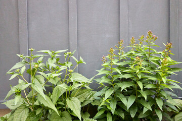 Green Garden Plants by Wooden Fence
