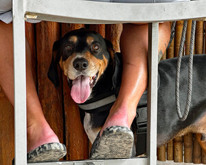 Drinking buddies: a dog peers from beneath the feet of a man sitting at a bar in Southwest Florida