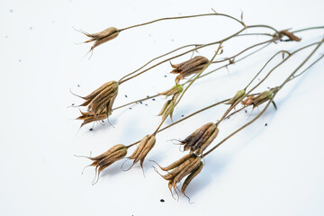 Fototapeta premium Columbine flower seed heads, surrounded by many seeds. White background.