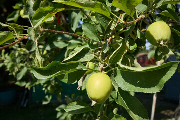 Apple Growing on Tree Branch
