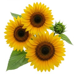 Fototapeta premium Three vibrant yellow sunflowers with green leaves and bud on white background