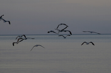 Sea birds fly over the calm sea, their wings gliding gracefully through the air as they soar above...