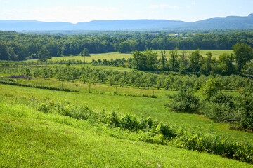 Green Fields and Distant Forest Landscape
