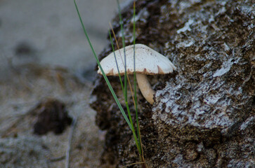 It is a wood fungus that grows on the bark of a rotten tree.