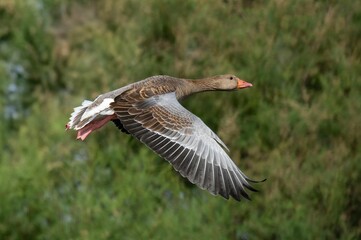 Wild Goose in Flight