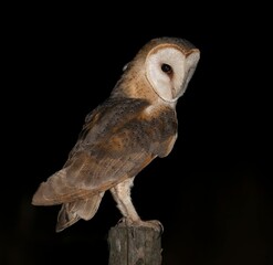 Barn owl perched against a dark background.