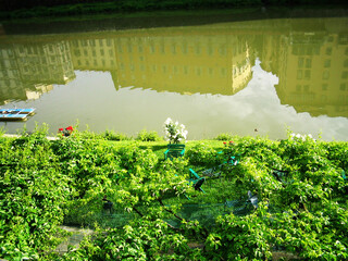 A tranquil view of the Arno River in Florence, Italy, capturing the calm waters perfectly mirroring the colorful historic houses lining the riverbanks. Soft, natural light enhances.
