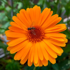 Calendula flower. Photo of a bright orange calendula flower with an insect.