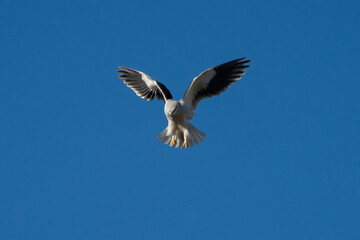 A Black Shouldered Kite Hovering in the Sky