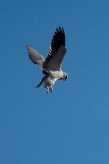 Obraz premium A Black Shouldered Kite Hovering in the Sky