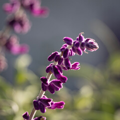 Mexican Bush Sage Flowers