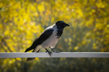 A Gray Crow in Autumn