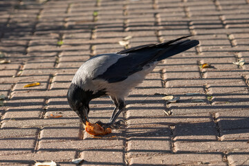 A Gray Crow Eating Scraps