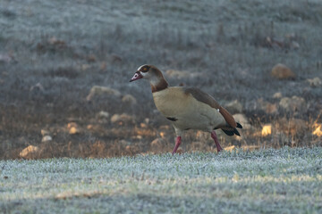 An Egyptian Goose in a Frozen Meadow