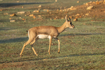 A Mountain Gazelle in Jerusalem, Israel