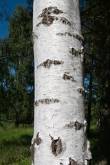 White birch tree trunk in a summer forest
