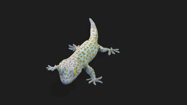 This is a tokay gecko.