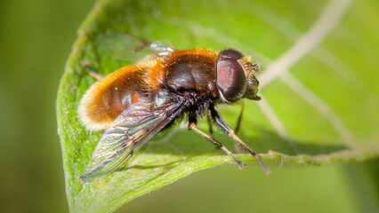 fly on leaf