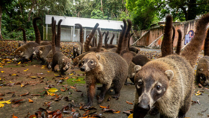 White-nosed Coati (Nasua narica), Panama 2022
