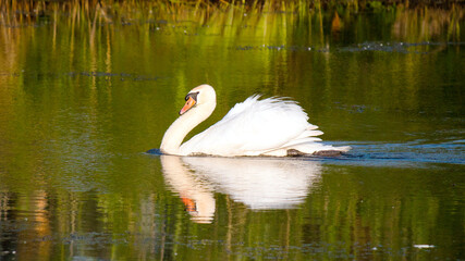 swan on the lake
